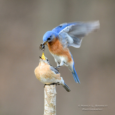 Eastern Bluebirds