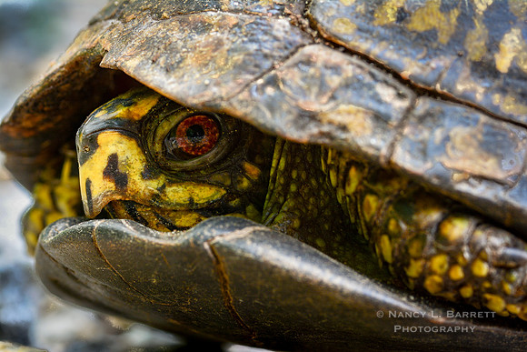 Eastern Box Turtle