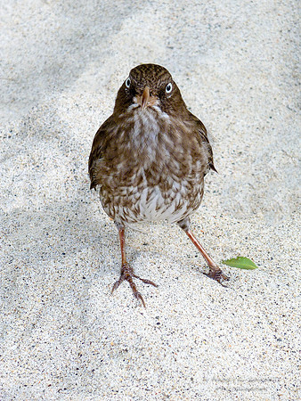 Pearly-eyed Thrasher