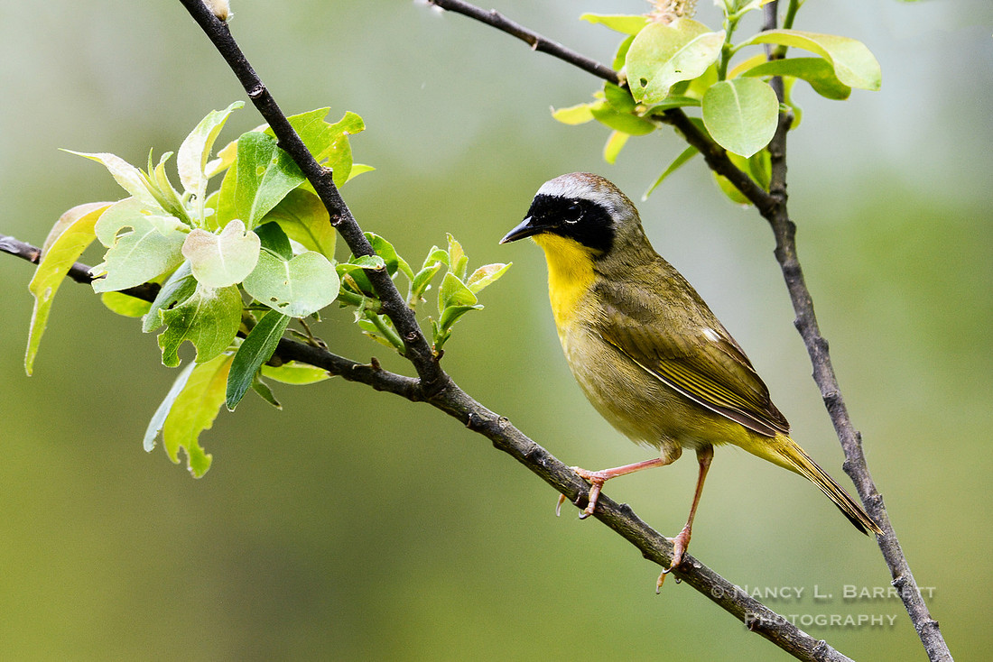 Common yellowthroat