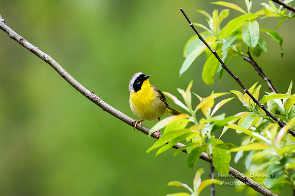 Common yellowthroat