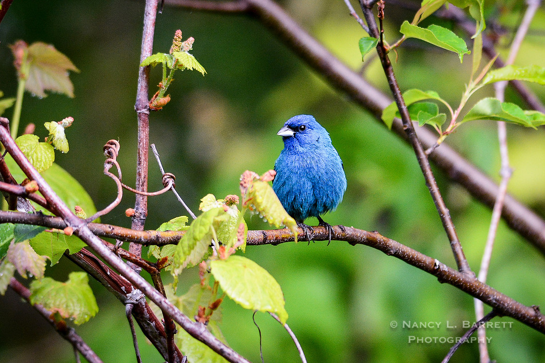 Indigo Bunting Male
