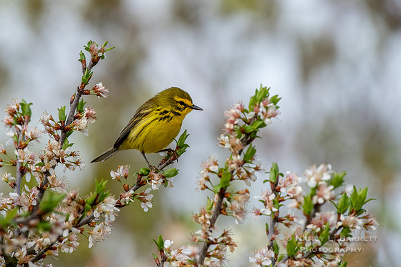 Prairie Warbler Cape May NJ