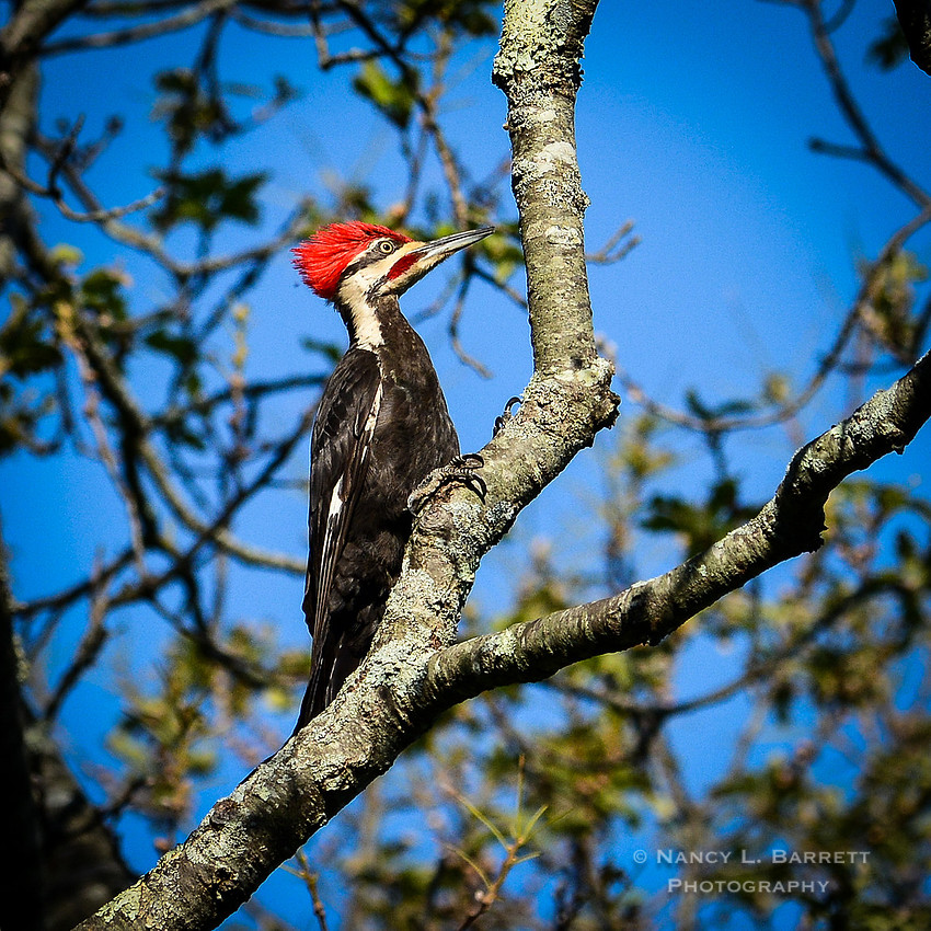Pileated Woodpecker-67 MOD 1 1