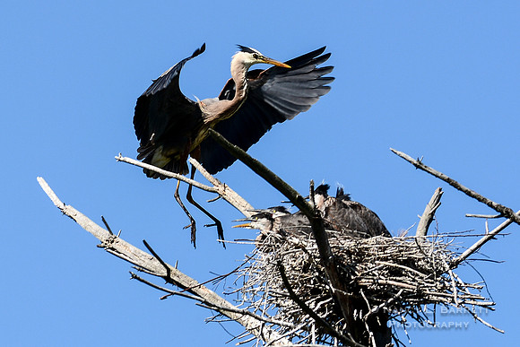 Great Blue Heron and chicks