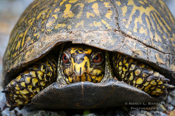 Eastern Box Turtle