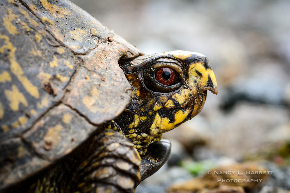 Eastern Box Turtle
