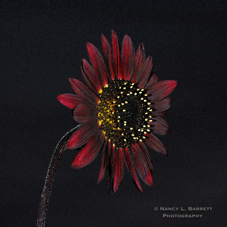 #16  Sunflower 12x12 $55