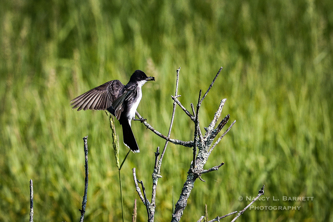 Spring Birds-234 MOD 3 2