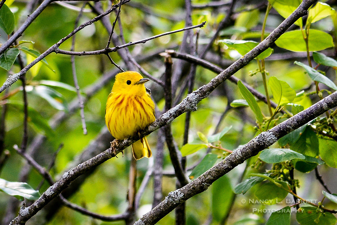 Yellow Warbler-6 MOD 3 2