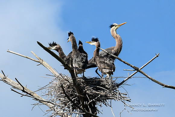 Great Blue Heron and chicks