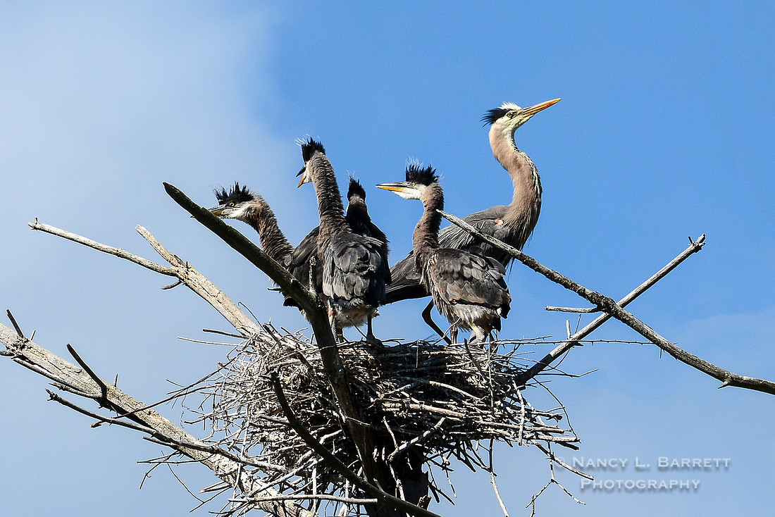 Great Blue Heron and chicks