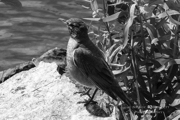 Putnam River Trail 8