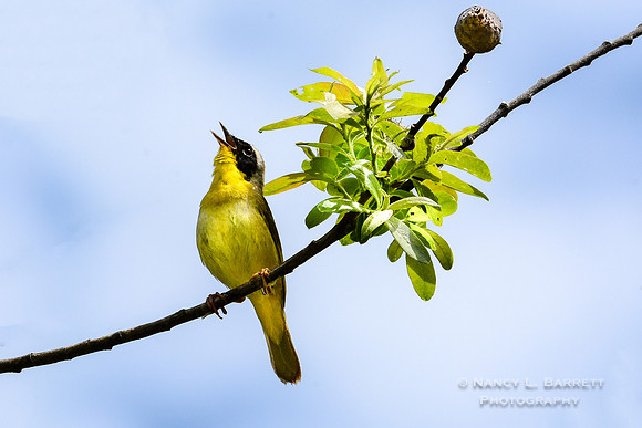 Common yellowthroat