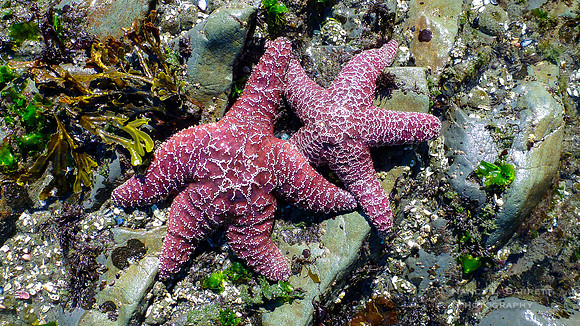 Olympic Starfish