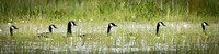 Middle Reservoir Geese 728x182 1 728x182 Vin