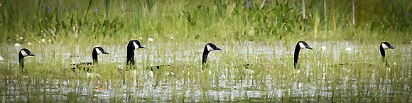 Middle Reservoir Geese 728x182 1 728x182 Vin