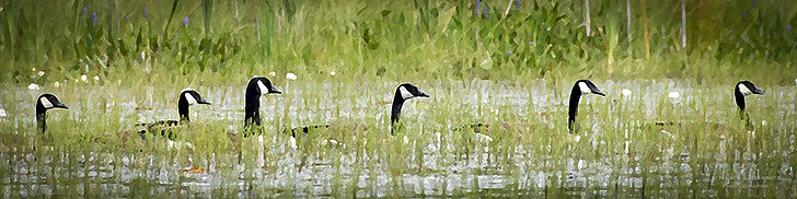 Middle Reservoir Geese 728x182 1 728x182 Vin