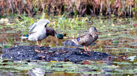Mallard Pair at Bog Meadow