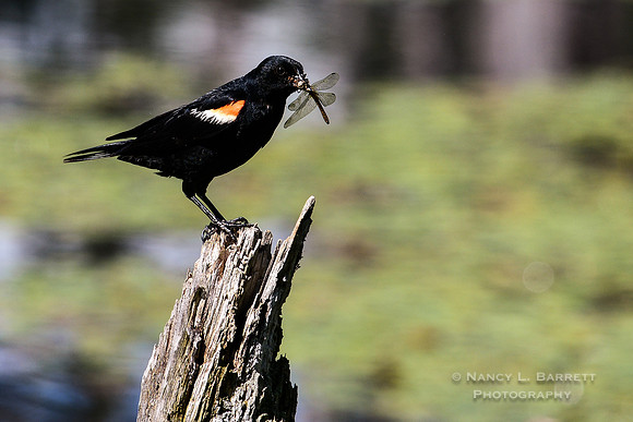 Red-winged Blackbird with Dragonfly