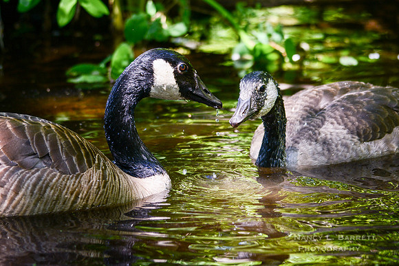 Adult Canada Goose with Juvenile