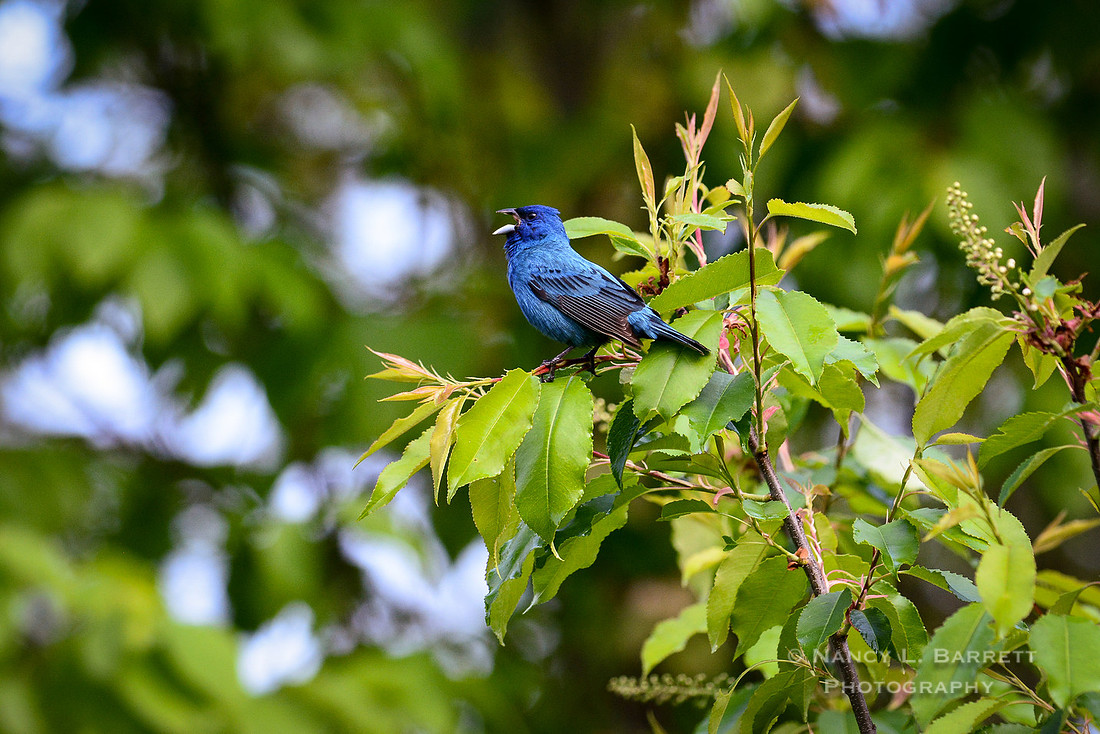 Indigo Bunting Singing