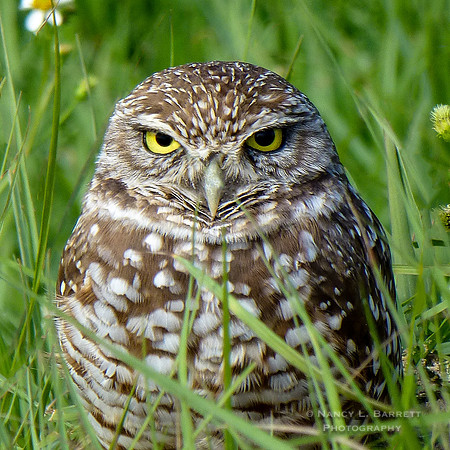 Burrowing Owl