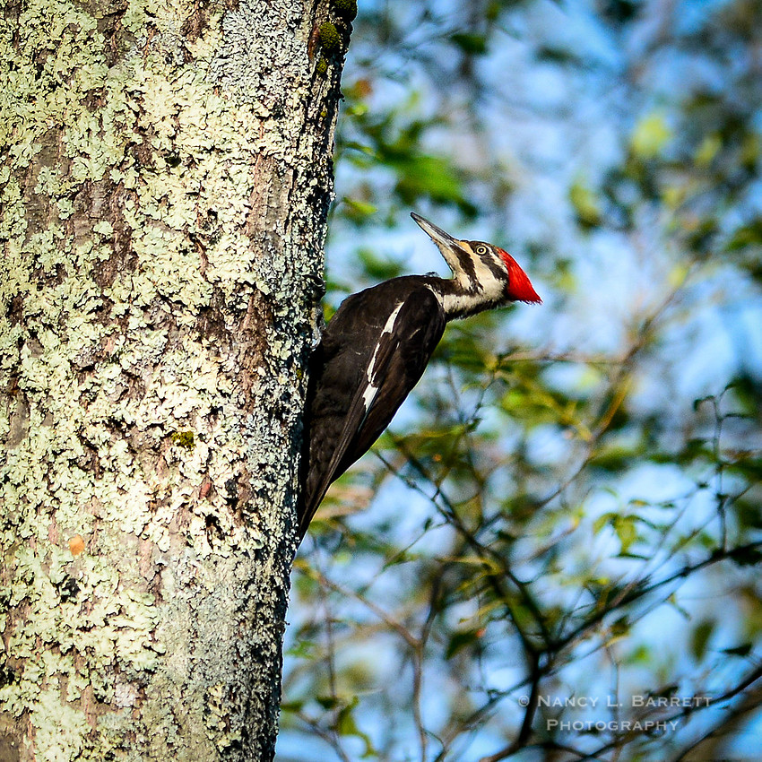 Pileated Woodpecker-27 MOD 1 1