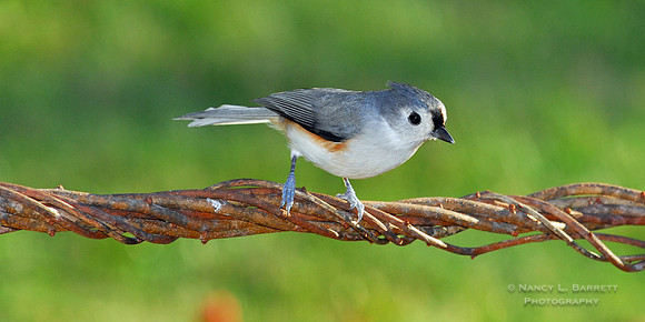 #13 Tufted Titmouse 20x10 $75