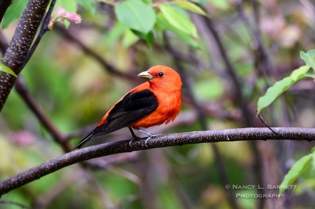 Scarlet tanager