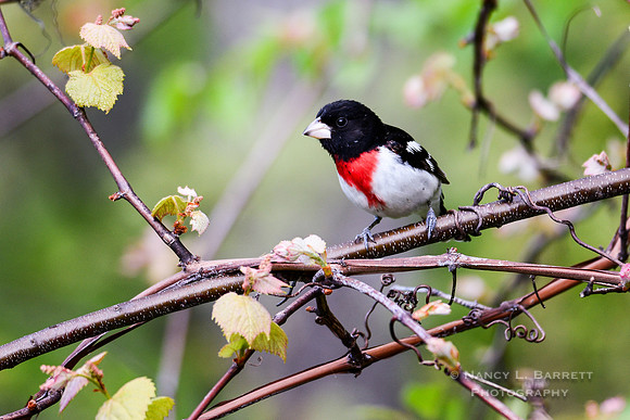 Rose-breasted grosbeak