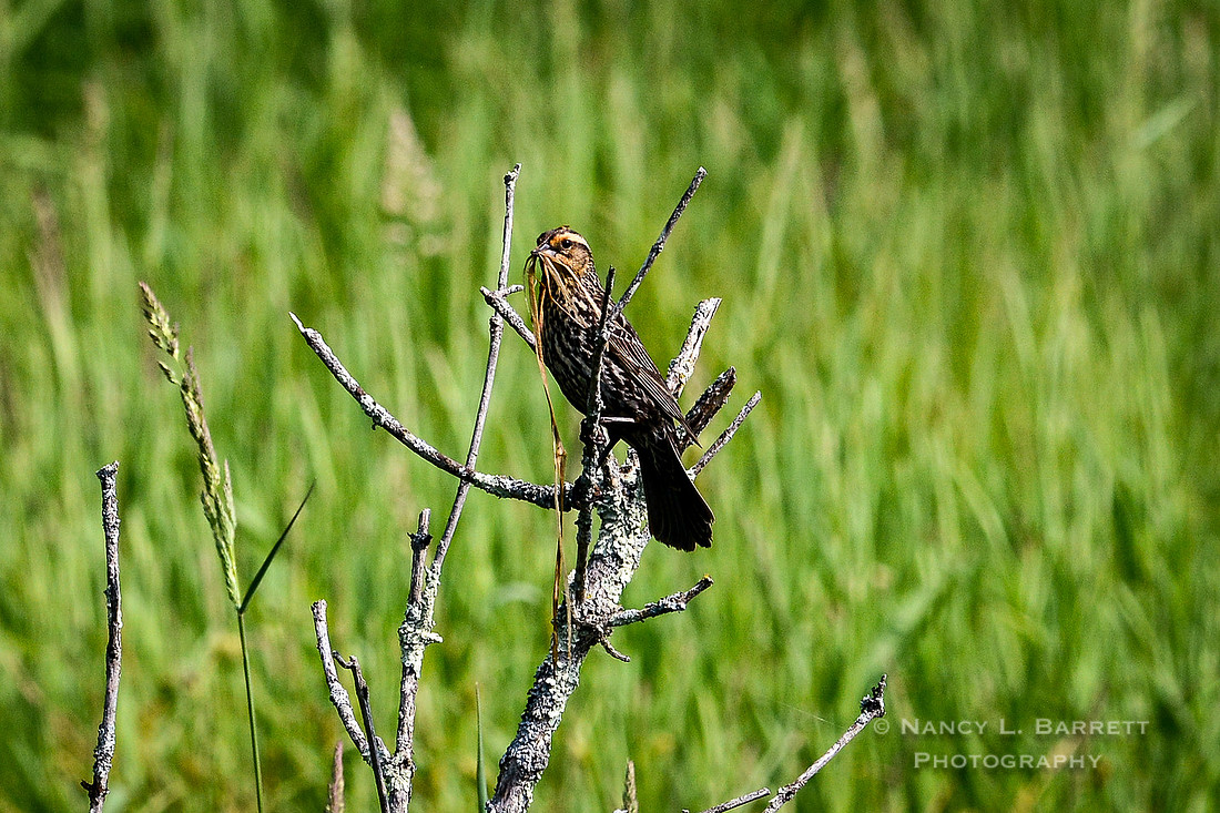 Spring Birds-211 MOD 3 2