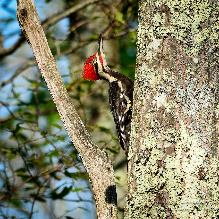 Pileated Woodpecker-29 MOD 1 1