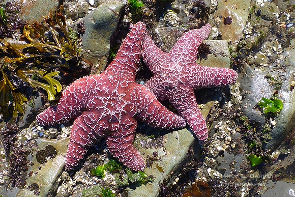 #20 Olympic Peninsula Starfish 12x18 $75