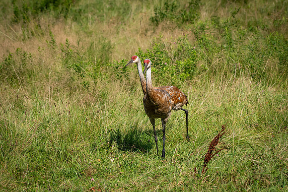 Sandhill Cranes 1