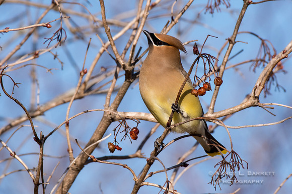 Cedar Waxwing at Bafflin Sanctuary
