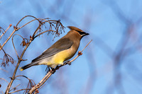 Cedar Waxwing at Bafflin Sanctuary