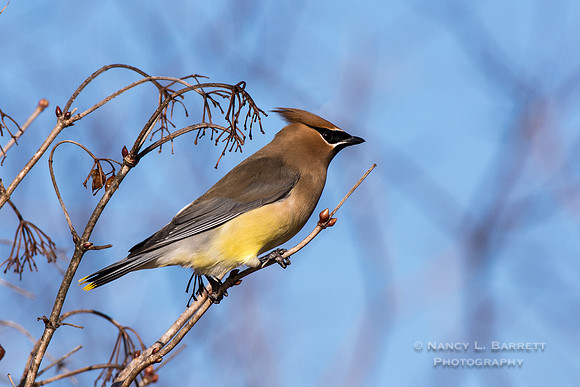 Cedar Waxwing at Bafflin Sanctuary