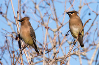Cedar Waxwing at Bafflin Sanctuary