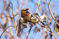Cedar Waxwing at Bafflin Sanctuary