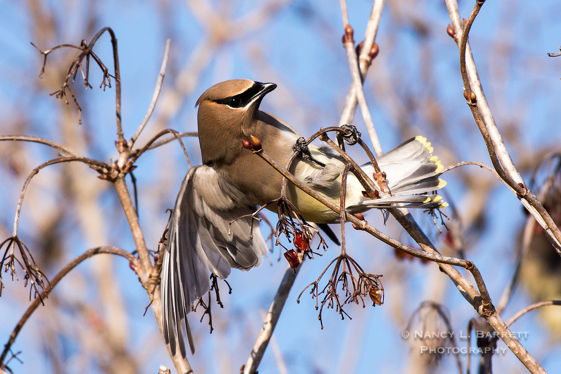 Cedar Waxwing at Bafflin Sanctuary