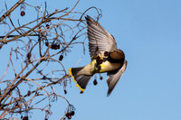 Cedar Waxwing at Bafflin Sanctuary