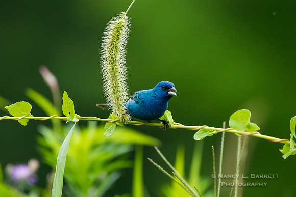 Indigo Bunting Easting Foxtail Grass Seeds