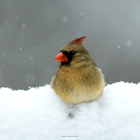 Spring Birds 2016-5807 10x10 150 WM thumb