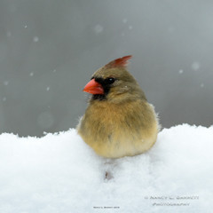 Spring Birds 2016-5807 10x10 150 WM thumb