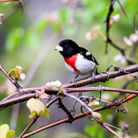 Birds-21 10x10 150 WM thumb