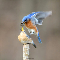 Spring Birds-121-Edit 10x10 150 WM thumb
