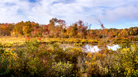 Bog Meadow