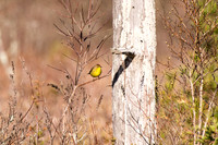 Birds of the week April 14 2017