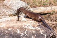 Mink with Catfish